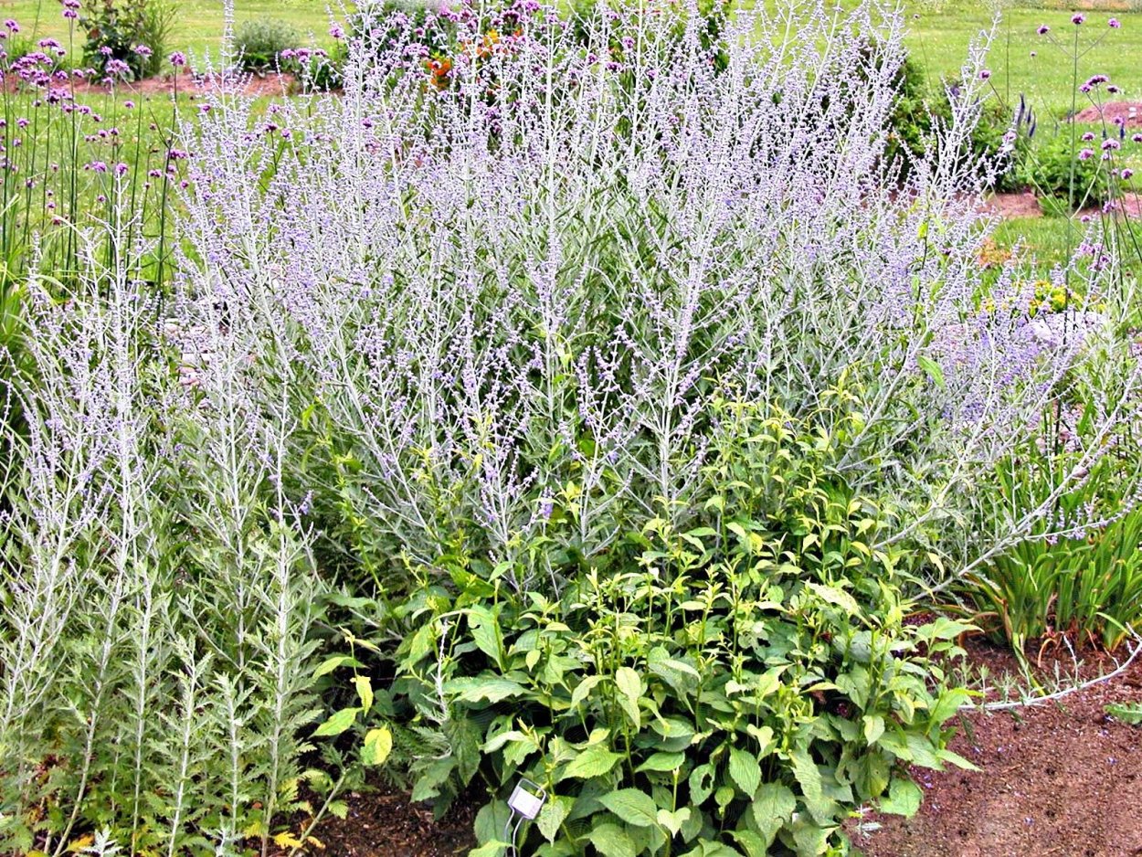 Лаванда котовник иссоп