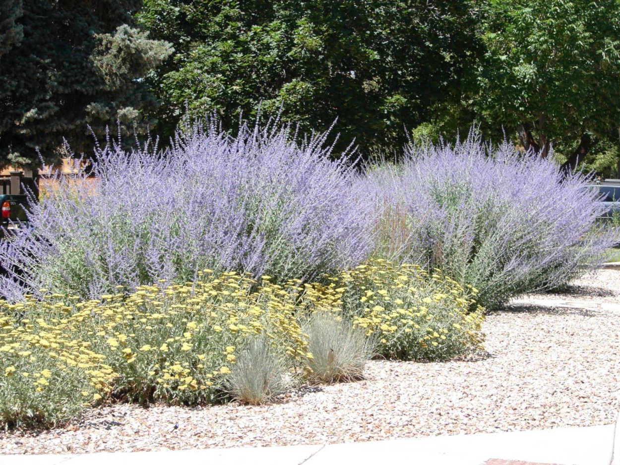 Перовския лебедолистная Rocketman