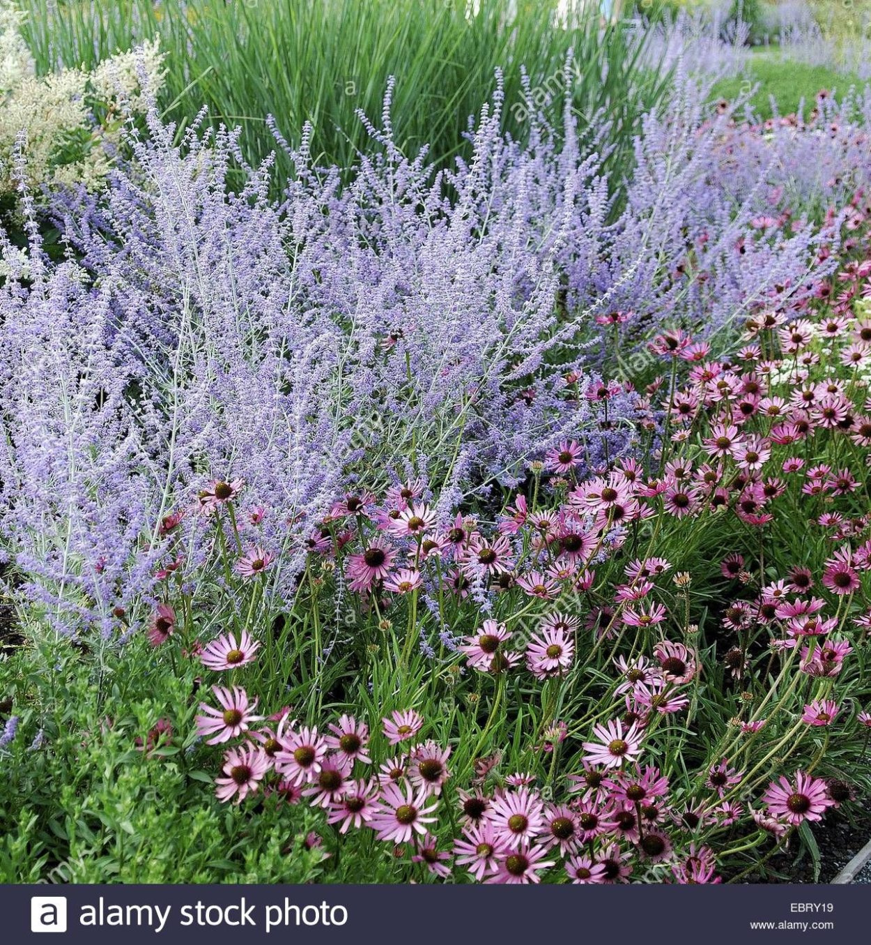 Перовския лебедолистная