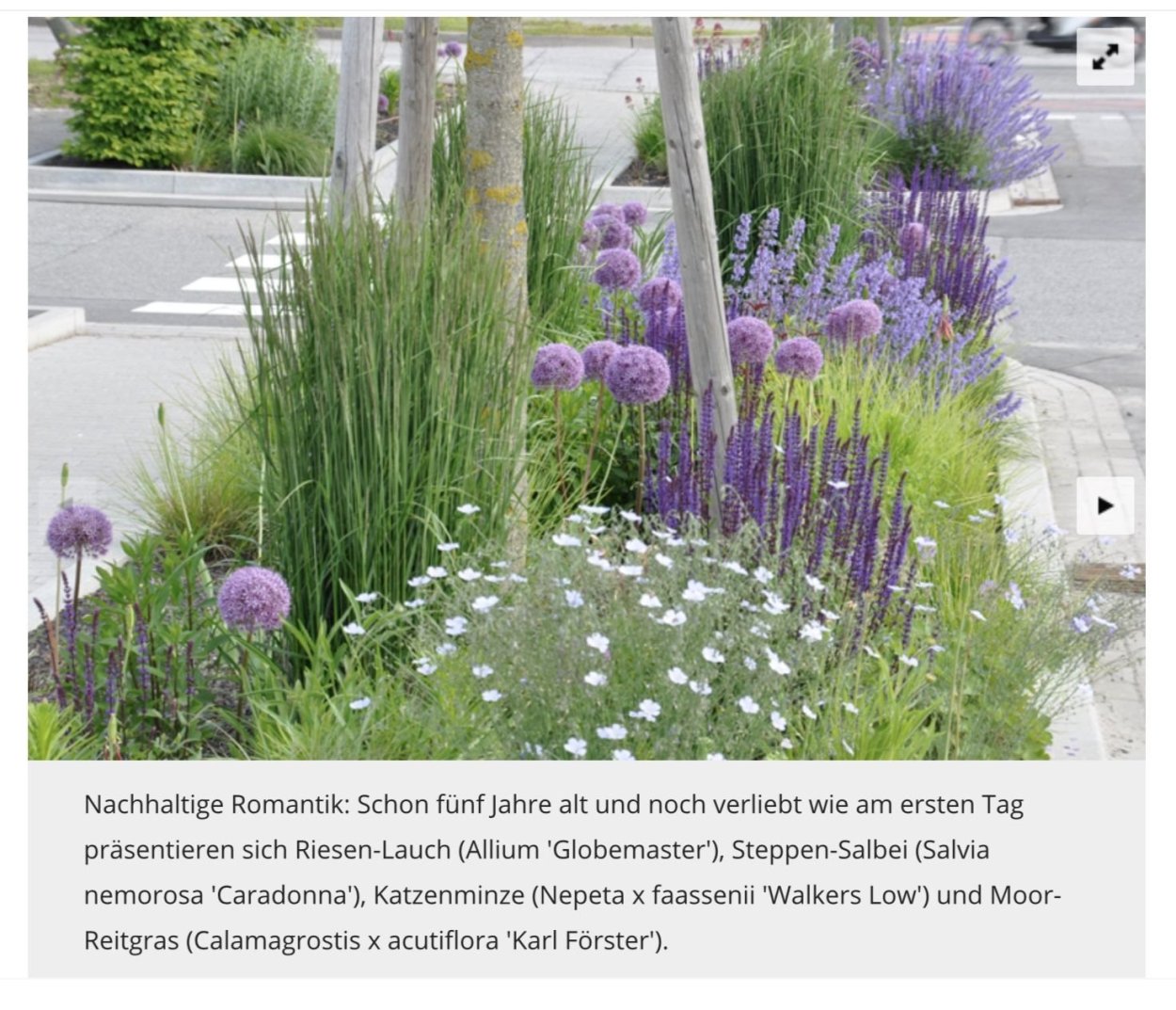 Перосковия лебедоносная