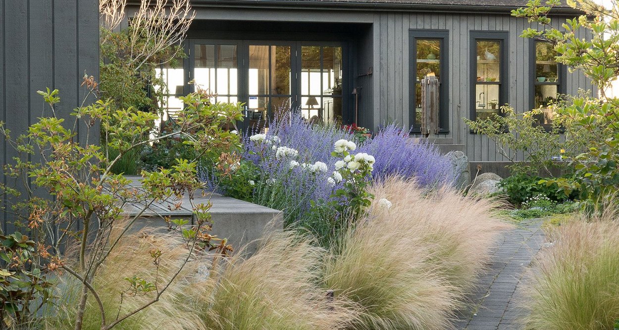 Котовник Фассена на клумбе