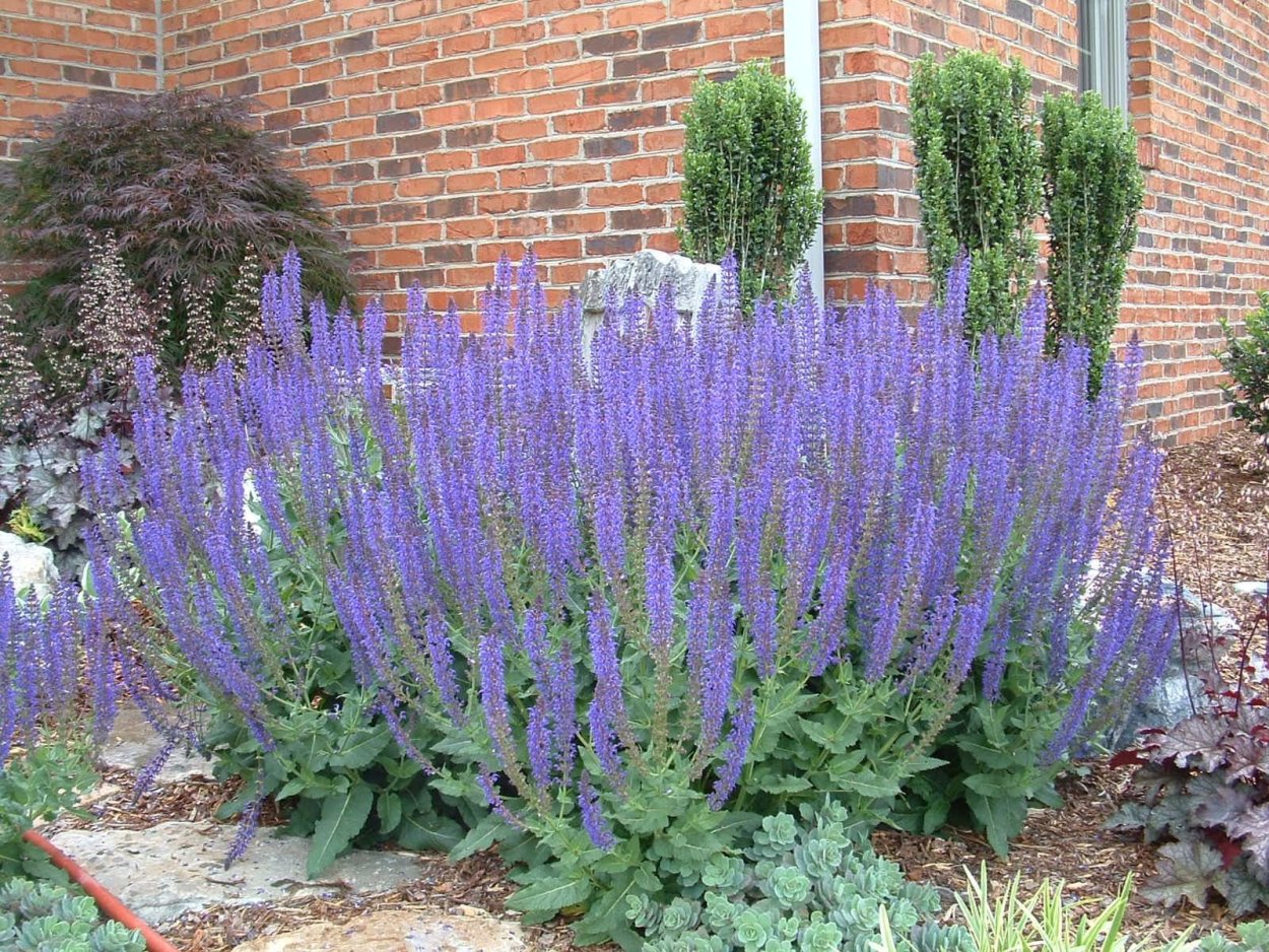 Шалфей овсяница сизая