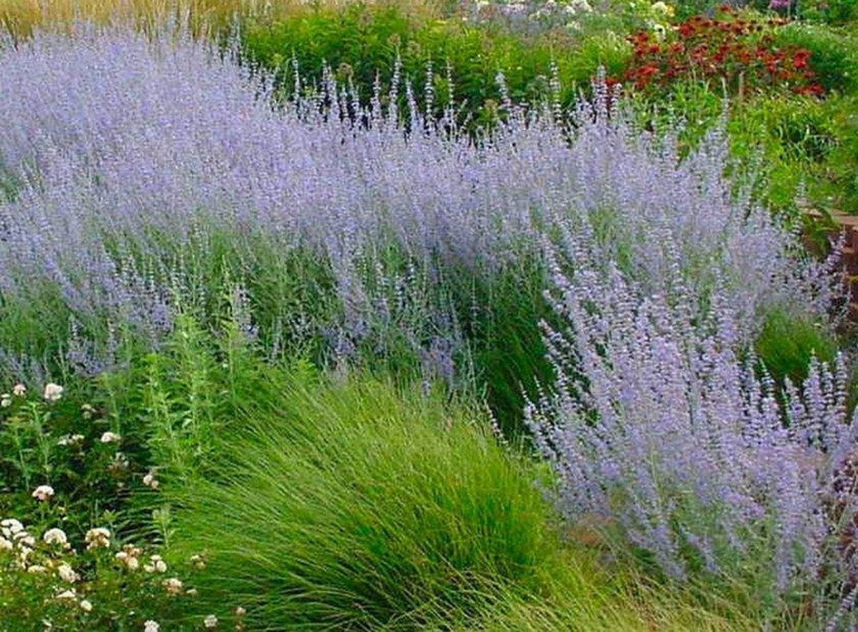 Клумба стахис гейхеры Медуница