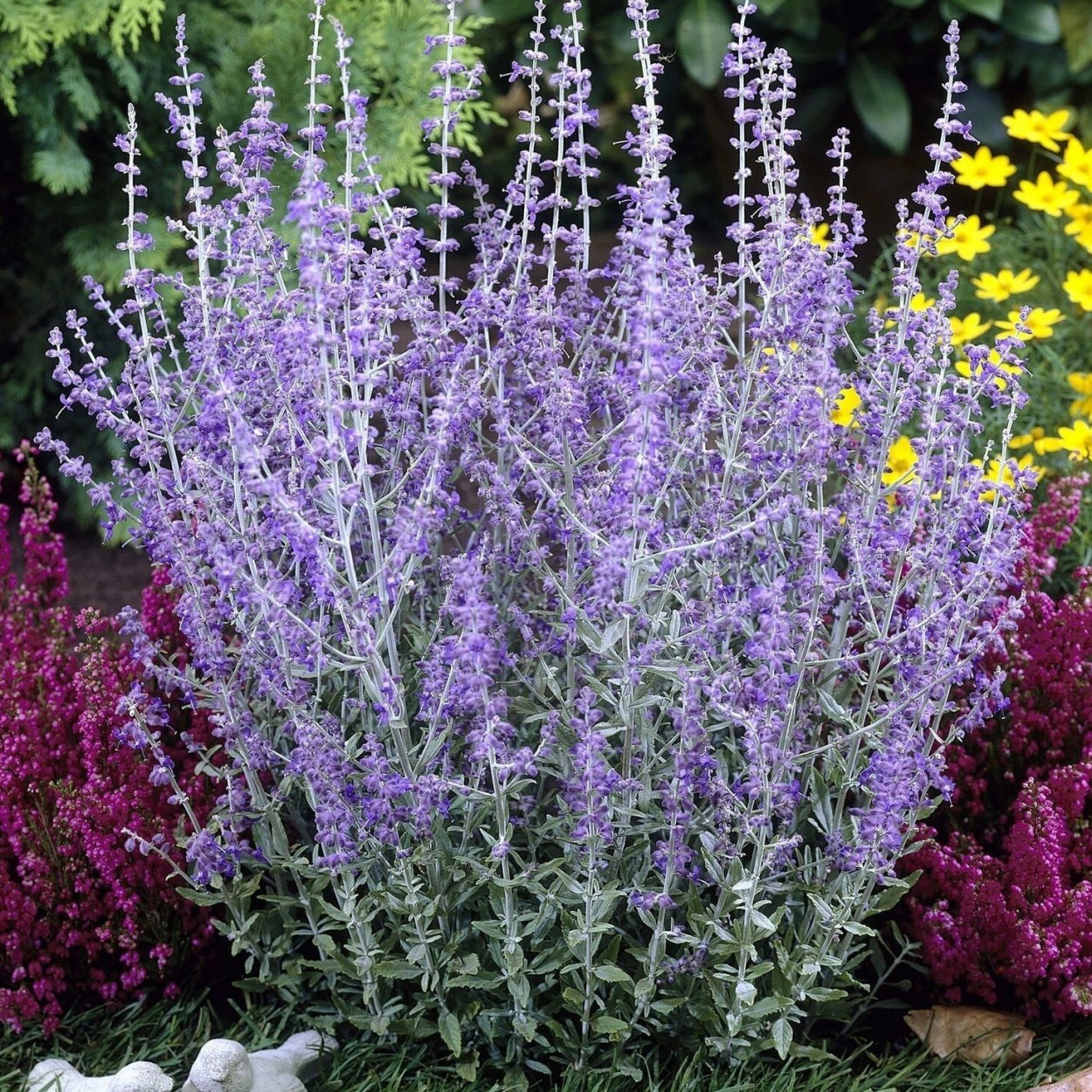 Ксерискейп многолетники