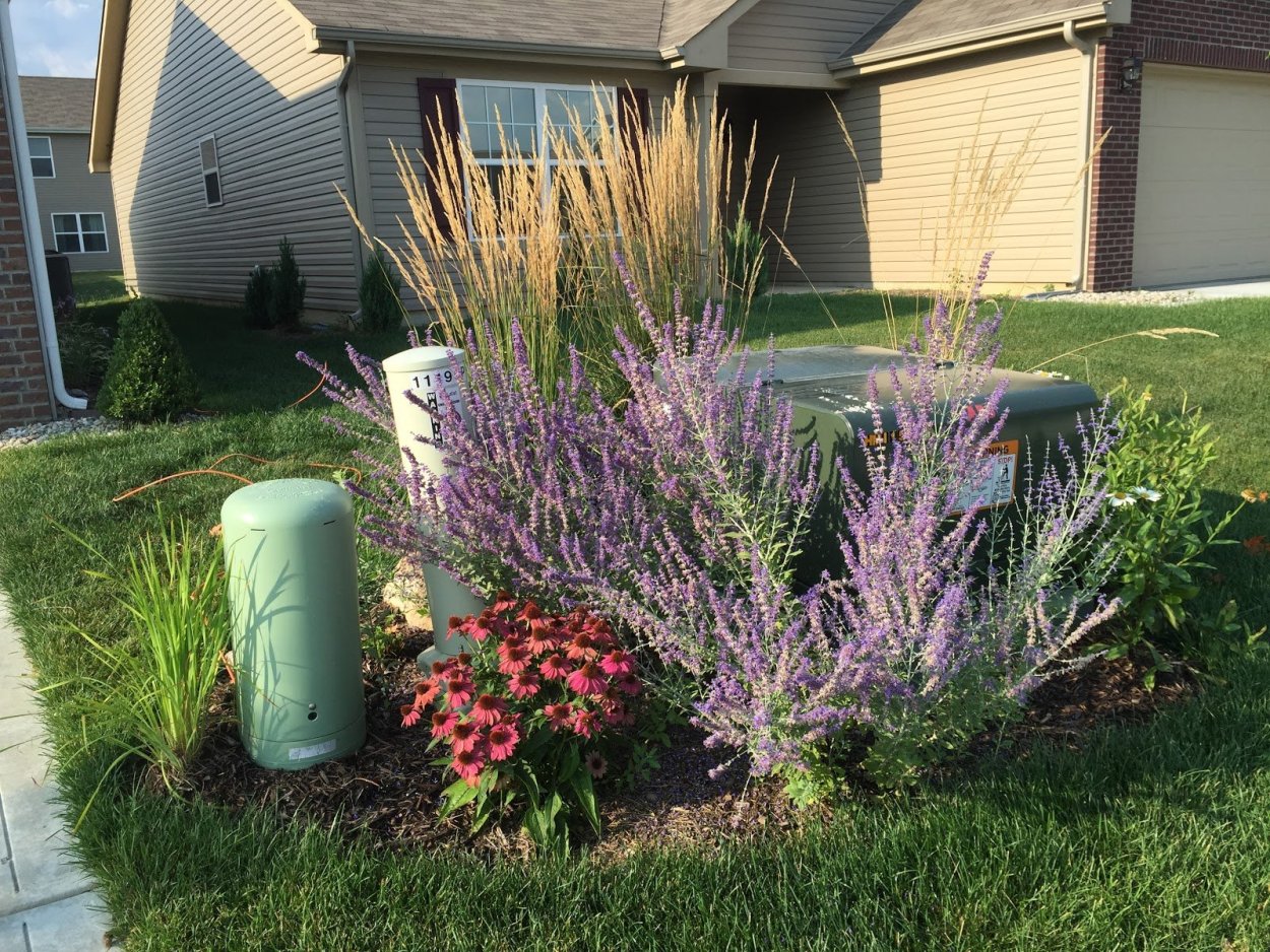 Котовник Фассена и злаки