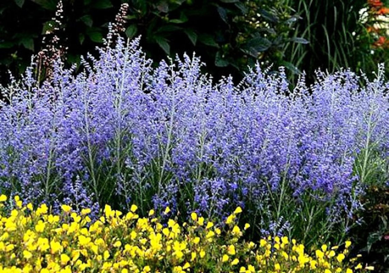 Миксбордер шалфей