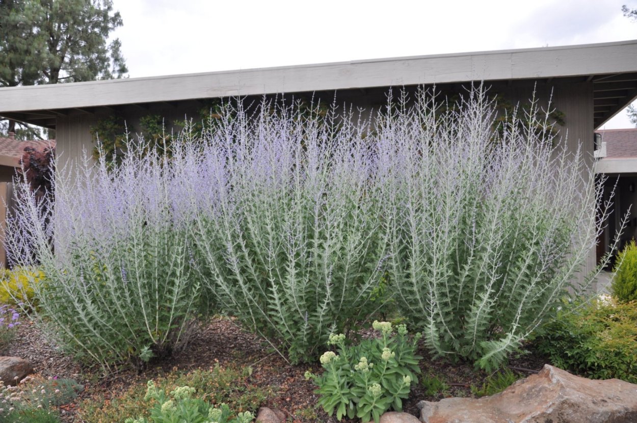 Перовския лебедолистная сорта