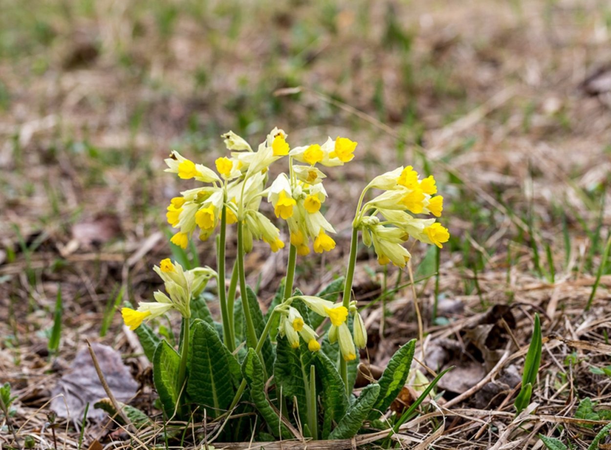 Первоцветы примула Верис