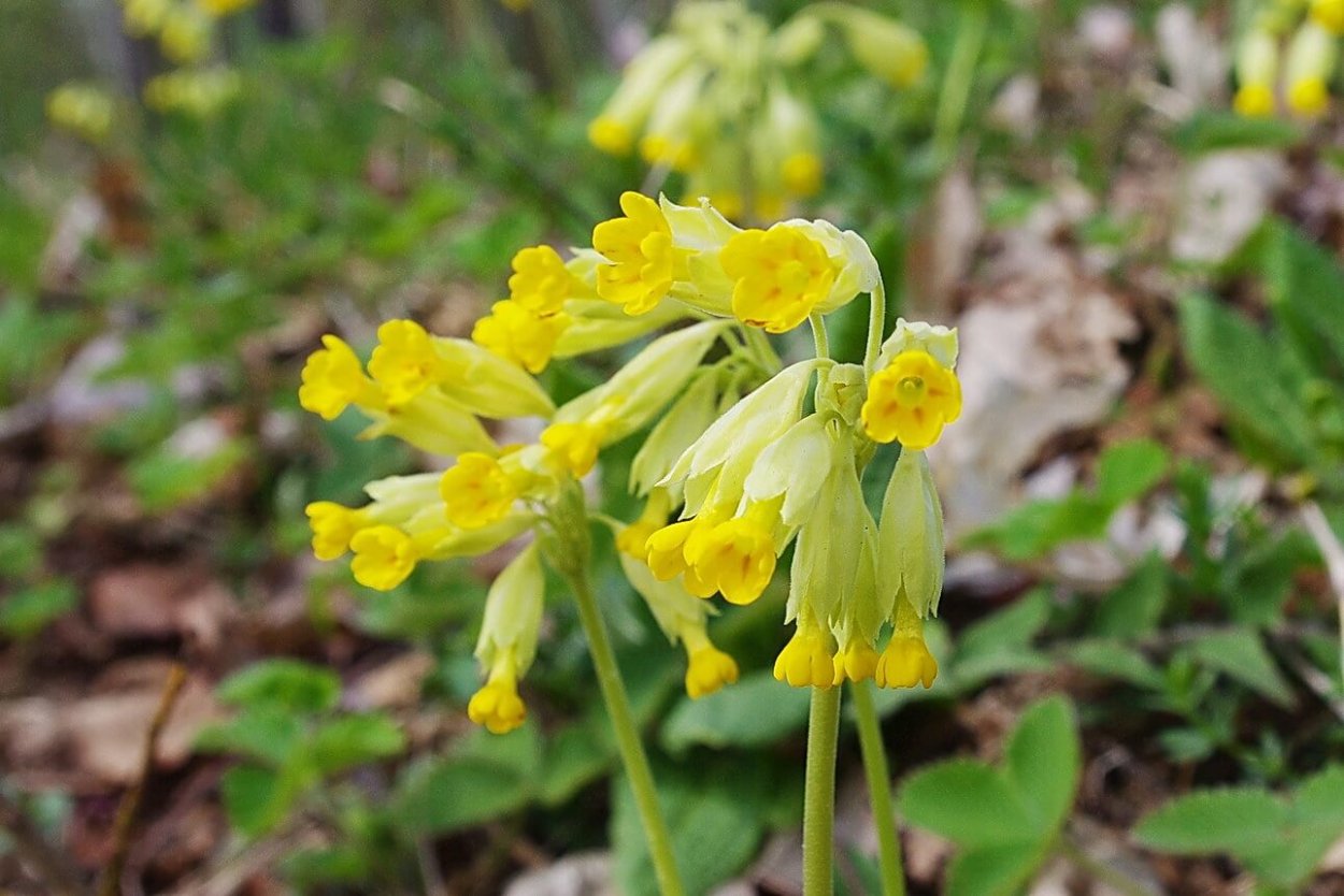 Примула первоцвет весенний