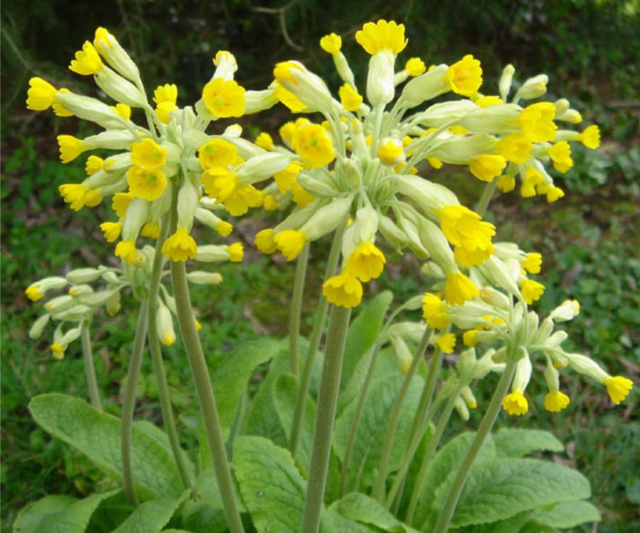 Первоцвет весенний примула баранчики
