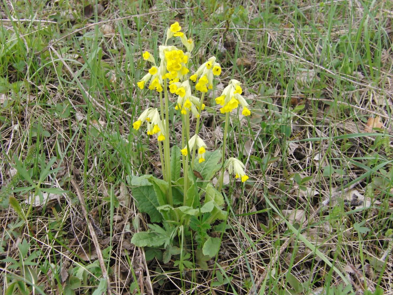 Примула цветок первоцвет весенний