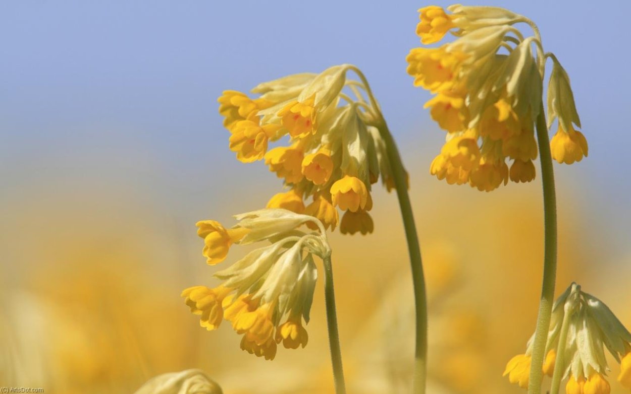 Примула urumiensis