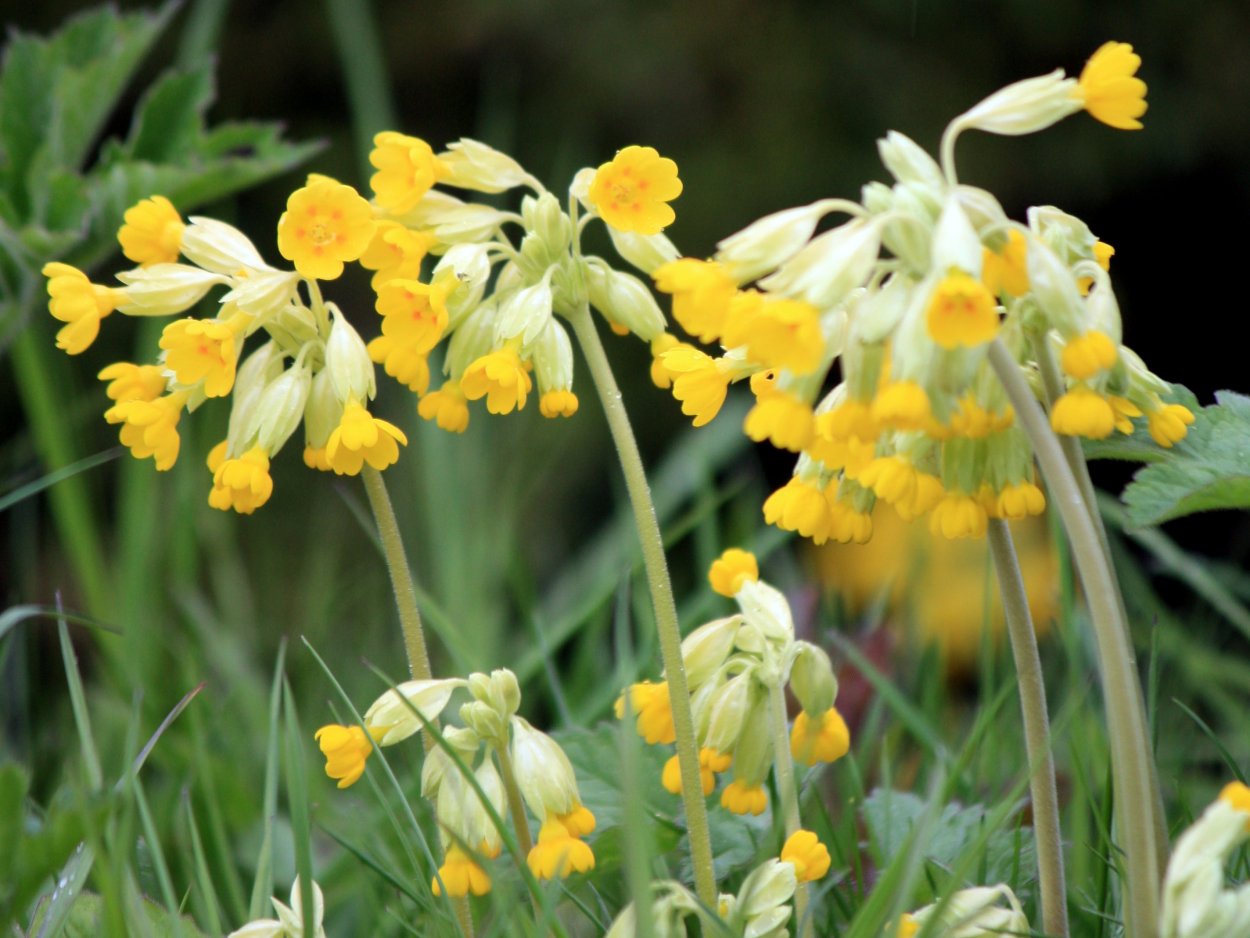 Примула первоцвет весенний
