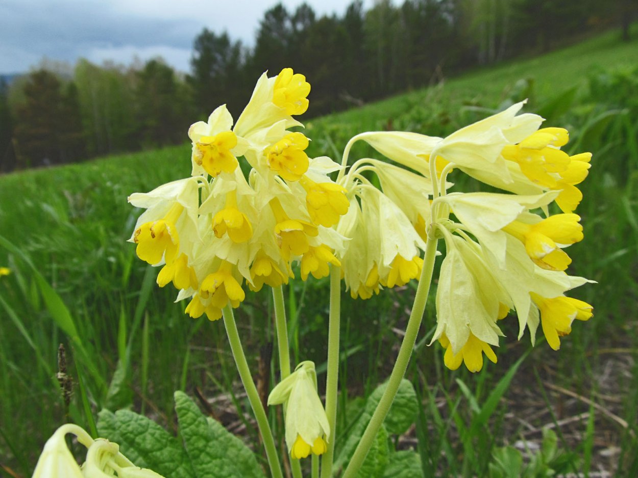 Первоцвет весенний примула баранчики