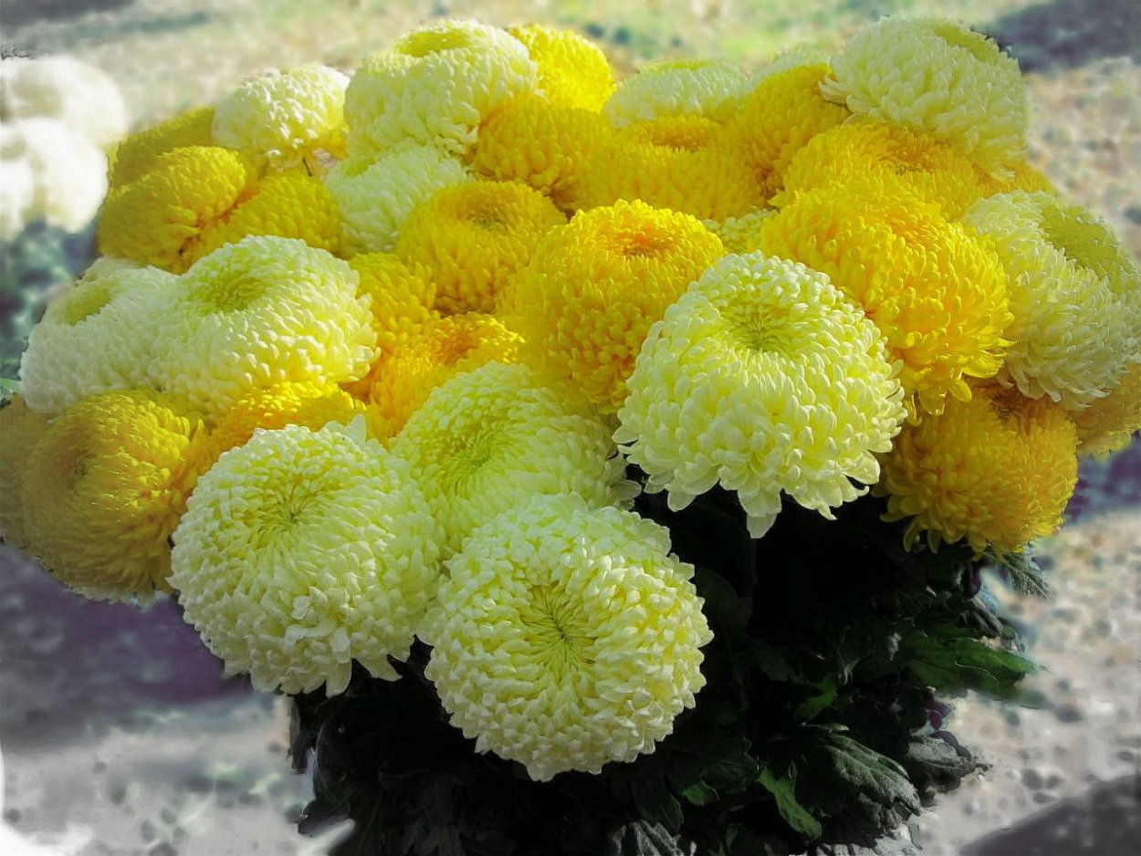 Первоцвет весенний Плантариум