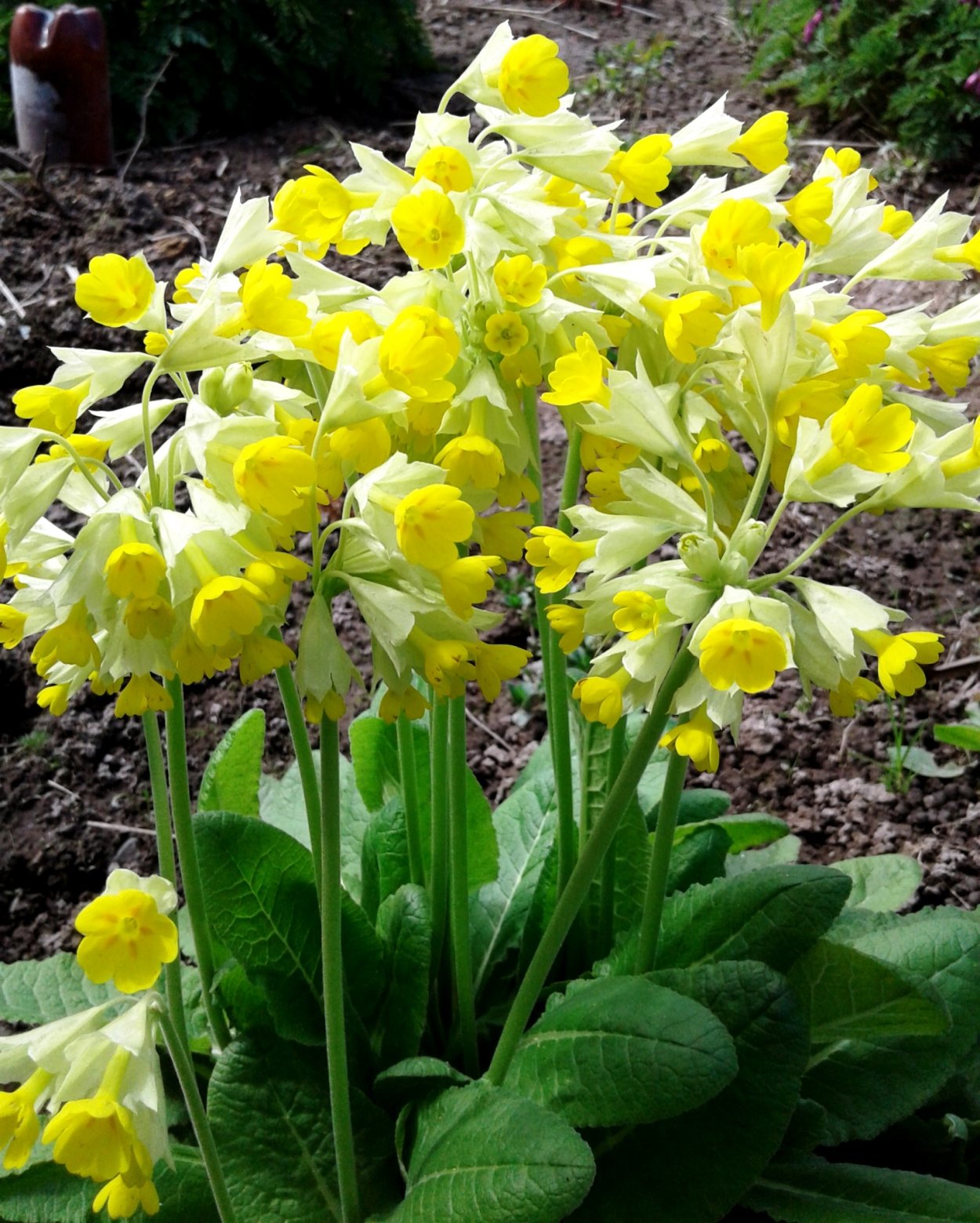 Примула соцветие