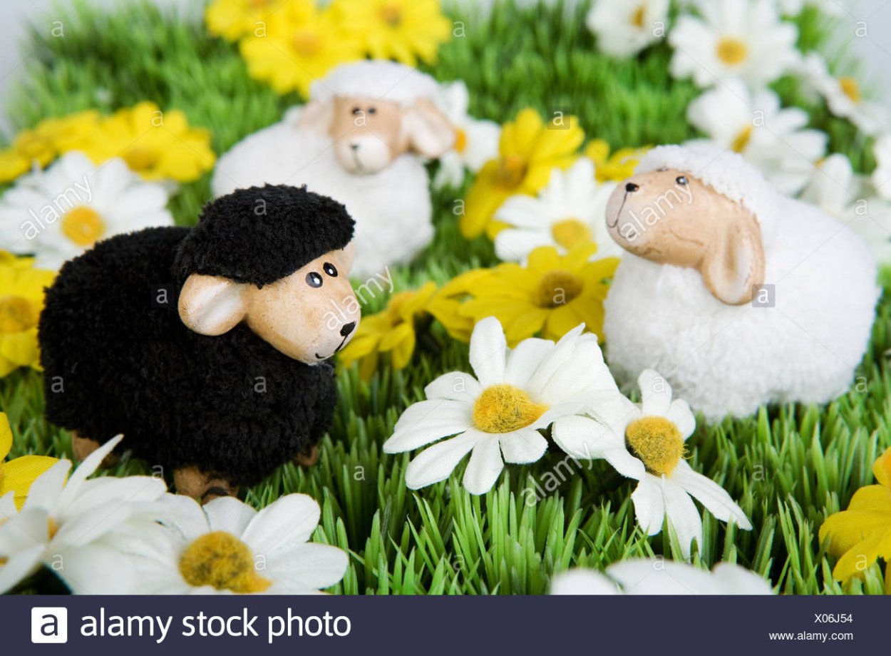 Примула соцветие