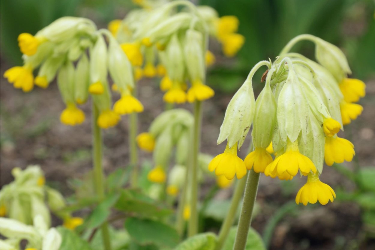 Примула первоцвет весенний