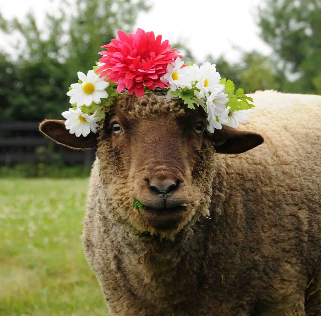 Примула Лесная первоцвет