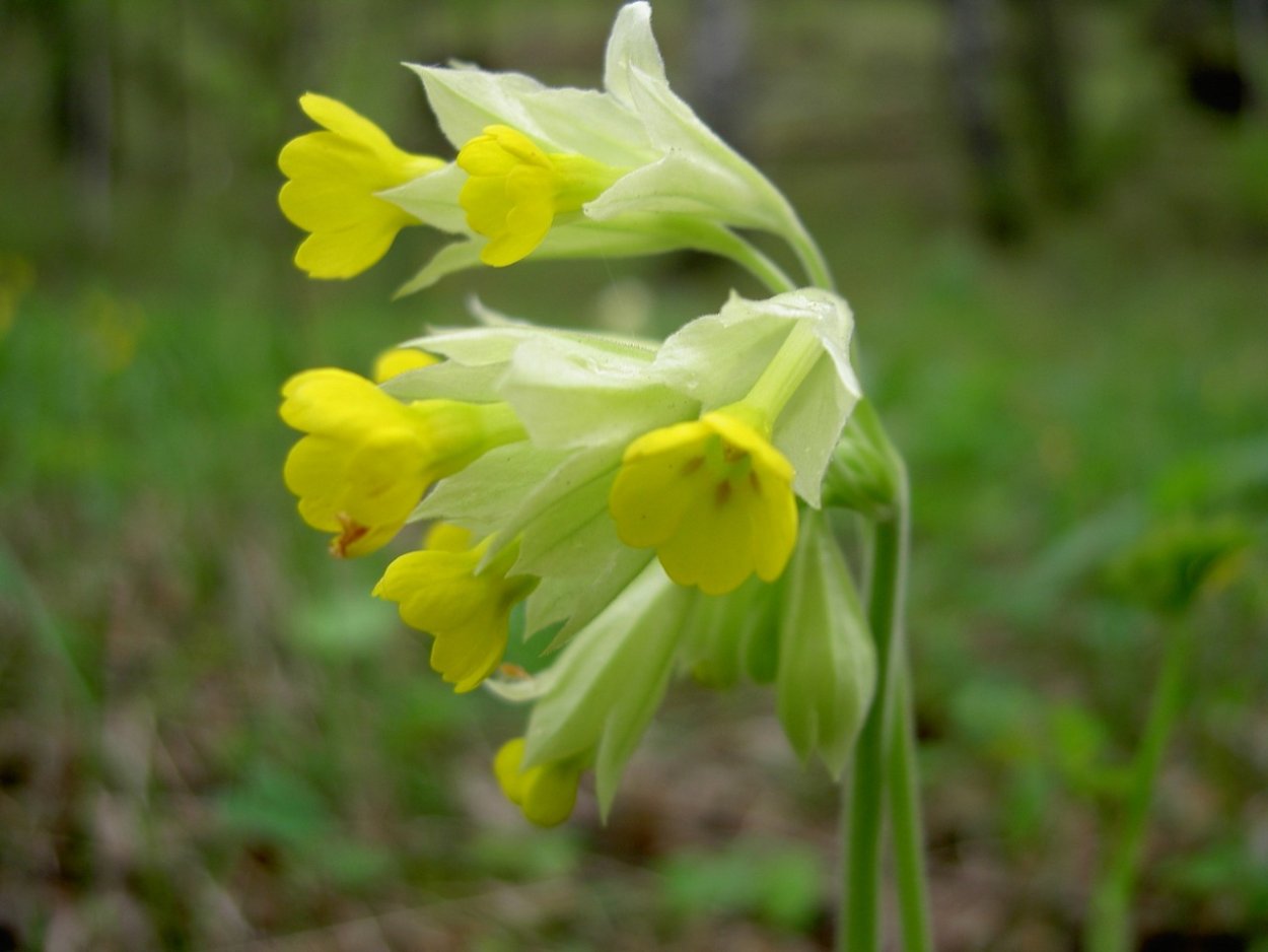 Примула первоцвет весенний