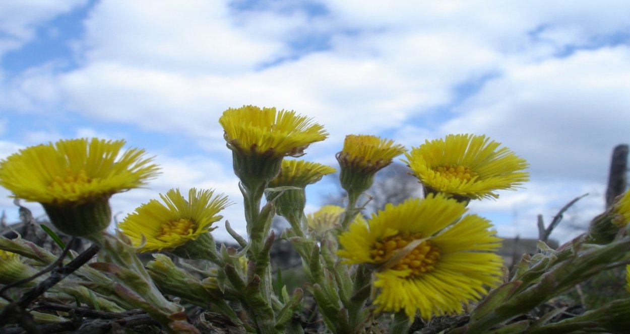 Тысячелистник Паркерс Варитет желтый