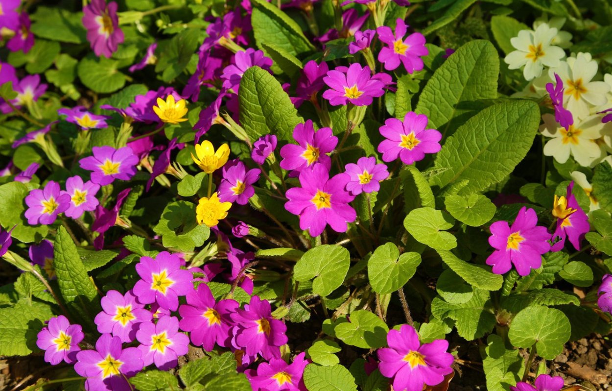 Примула первоцвет весенний