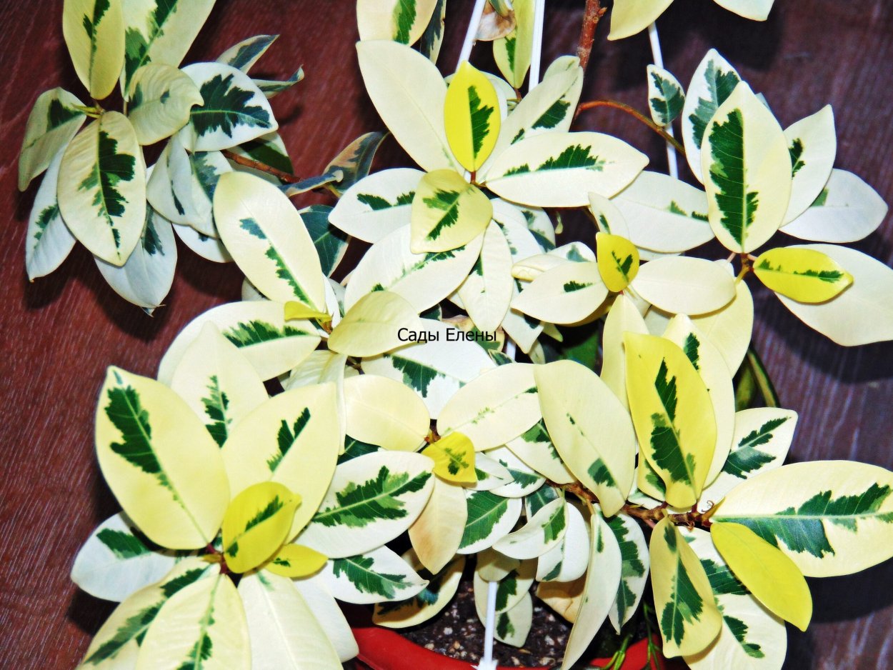 Фикус микрокарпа Альбомаргината