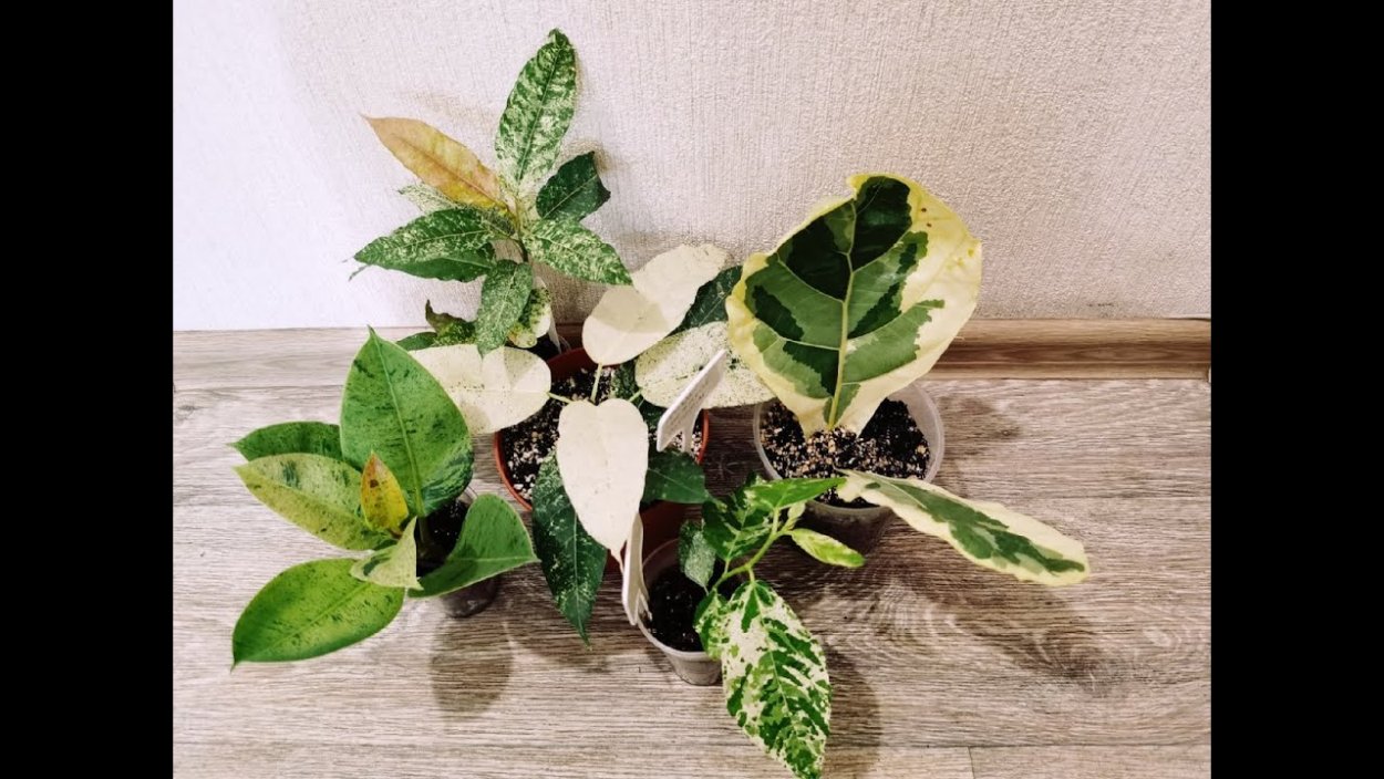 Фикус микрокарпа Росток