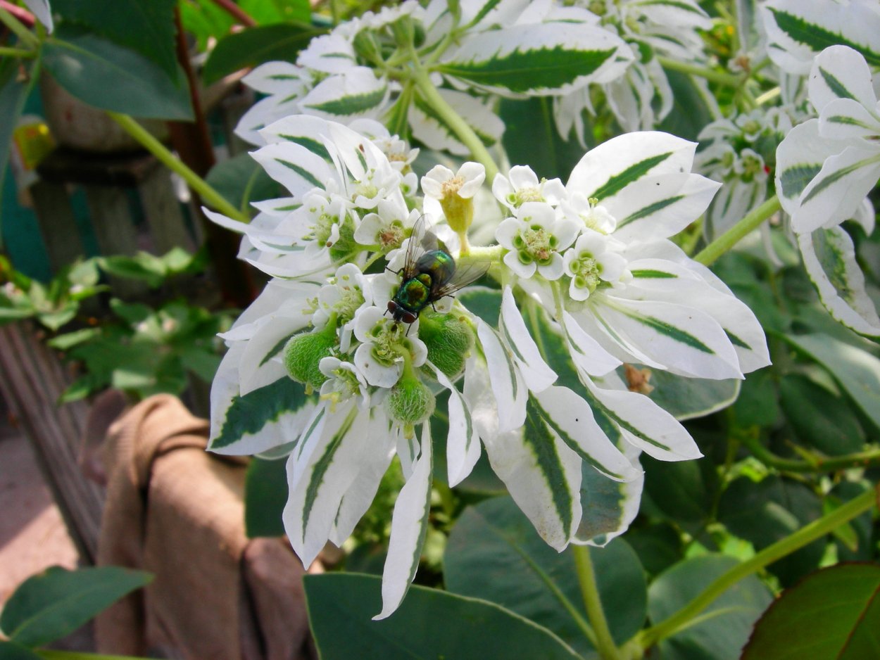 Фикус Бенджамина Мунлайт