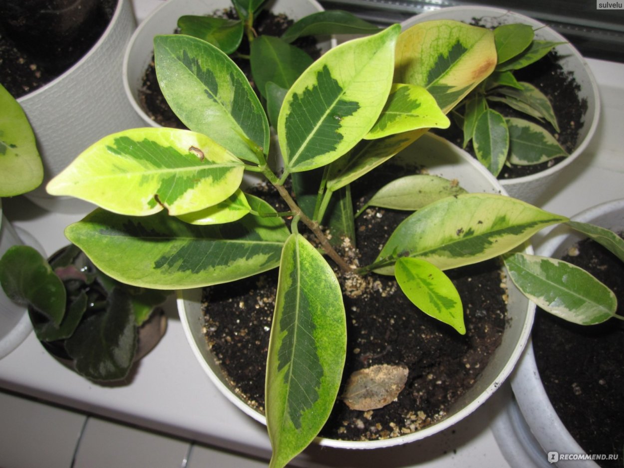 Фикус каучуконосный бургунди