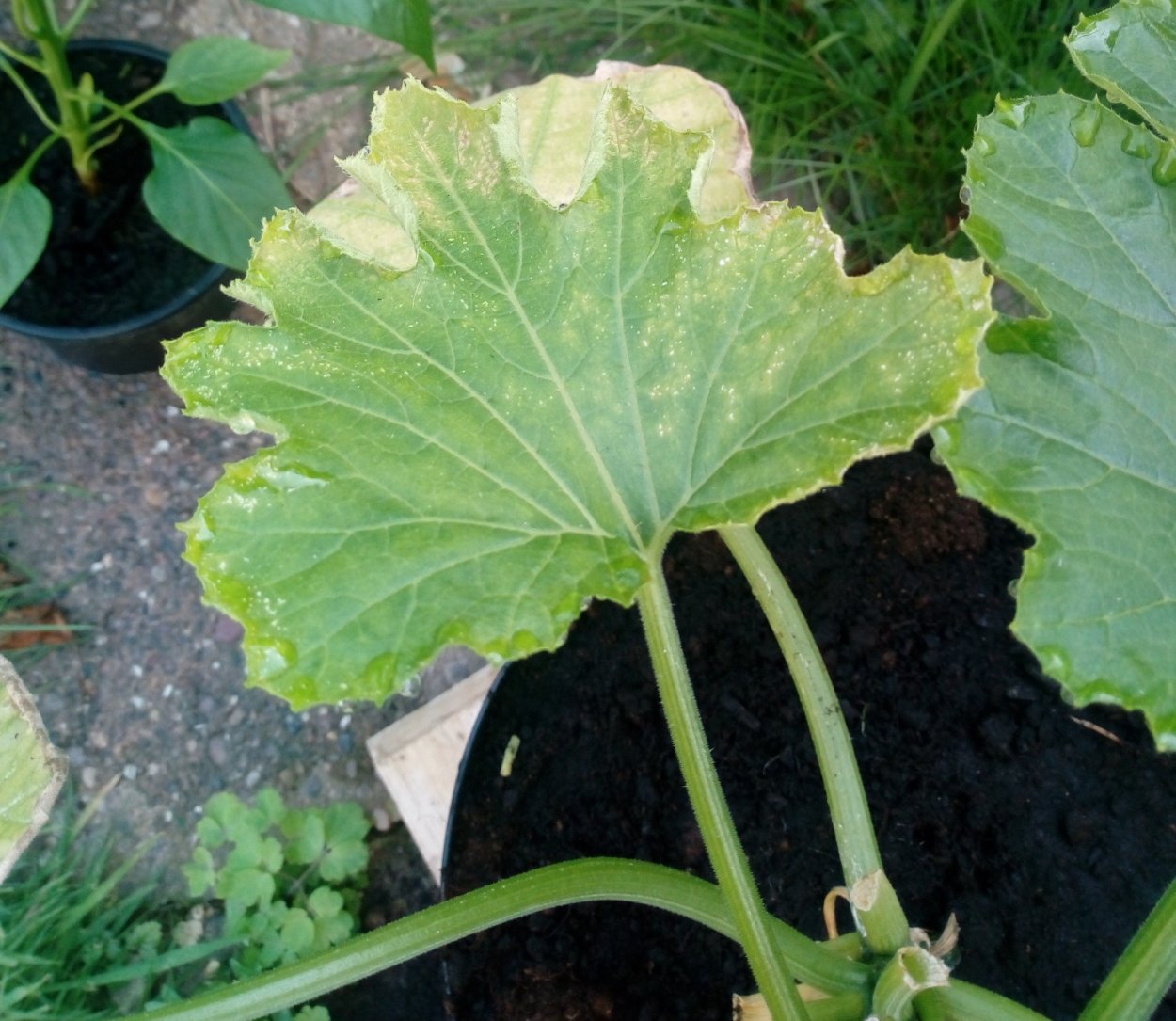 Белая мозаика на листьях кабачков