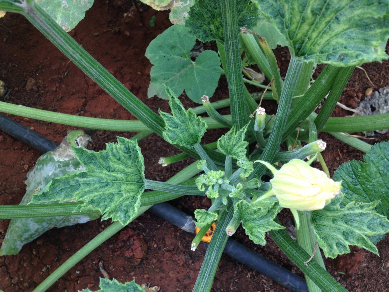 Простые кабачки листья