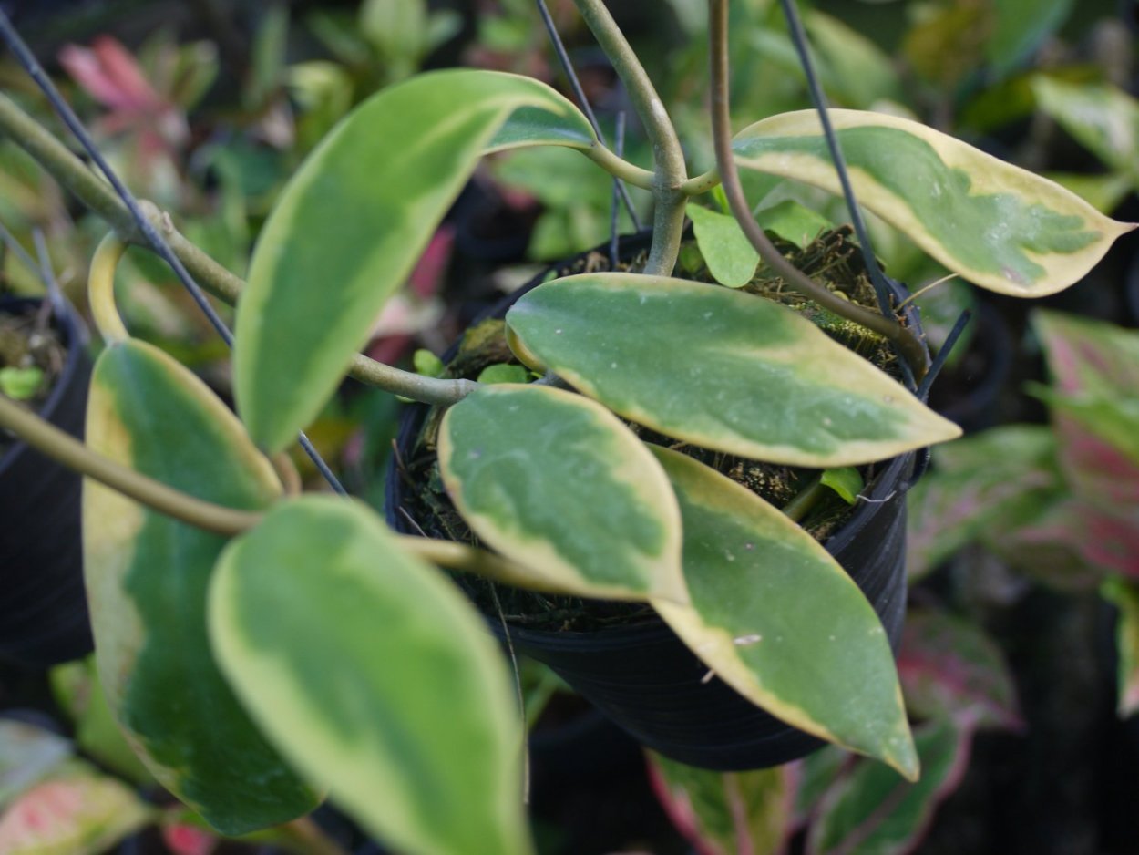 Фикус микрокарпа Исланд