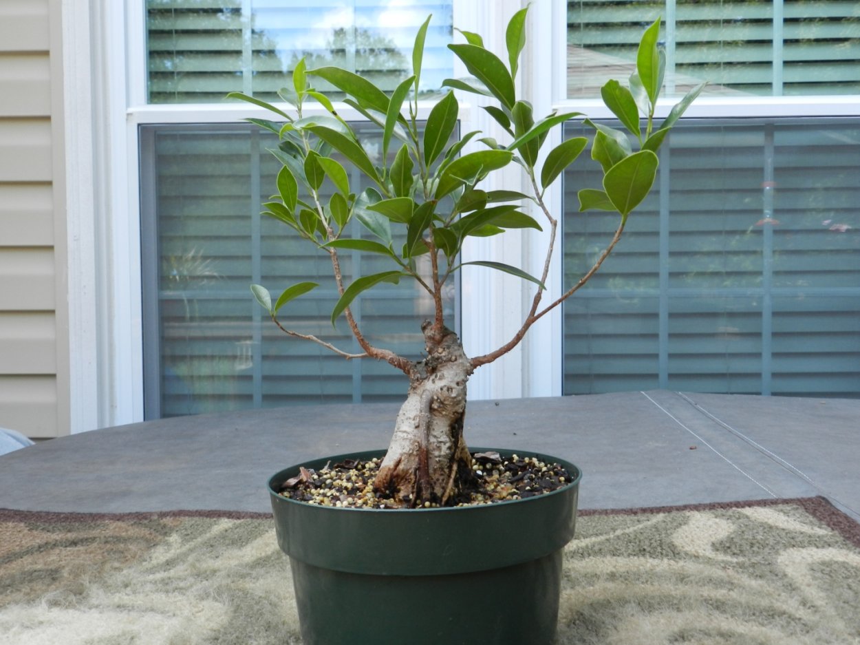 Хойя диверсифолия