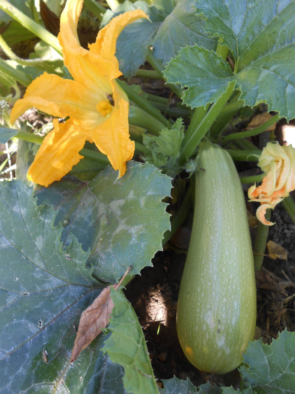 Цукини растение