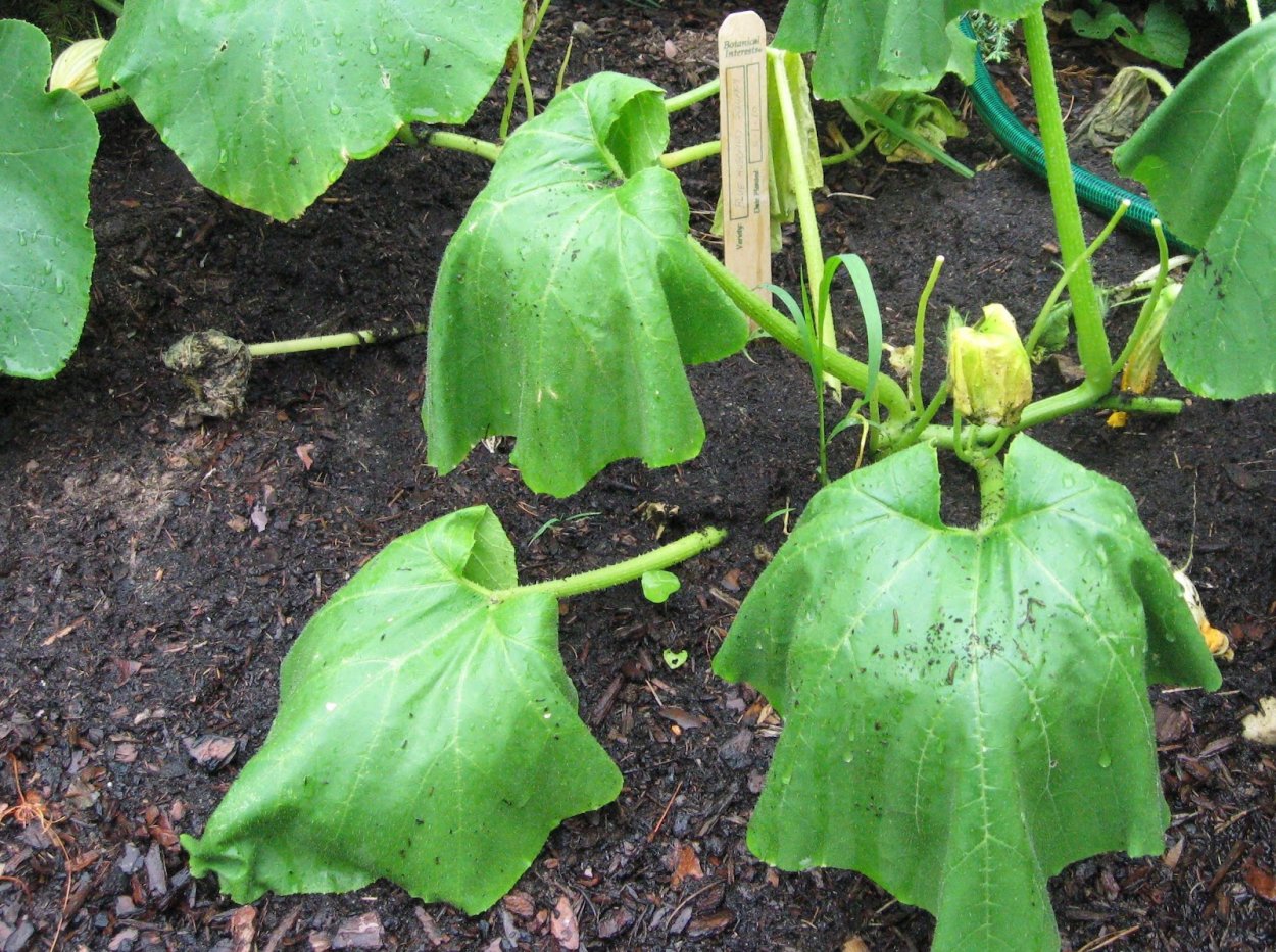 Листья у огурцов поникли