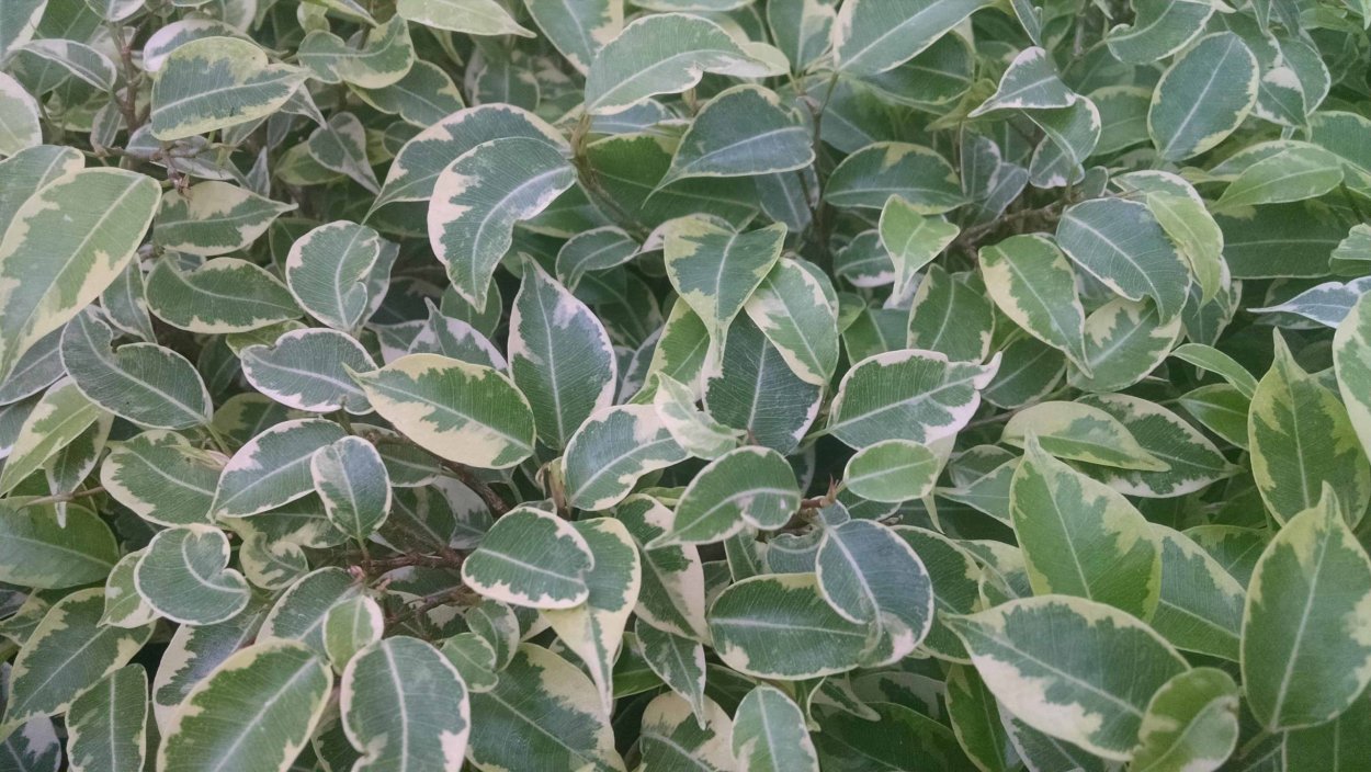 Фикус микрокарпа Альбомаргината