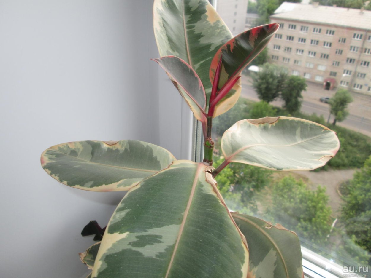 Хойя obovata variegata