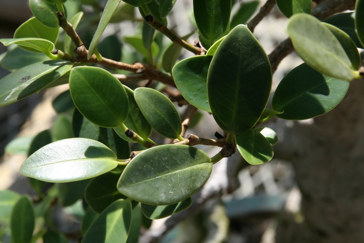 Брелок-пейджер Mongoose LS 9000d