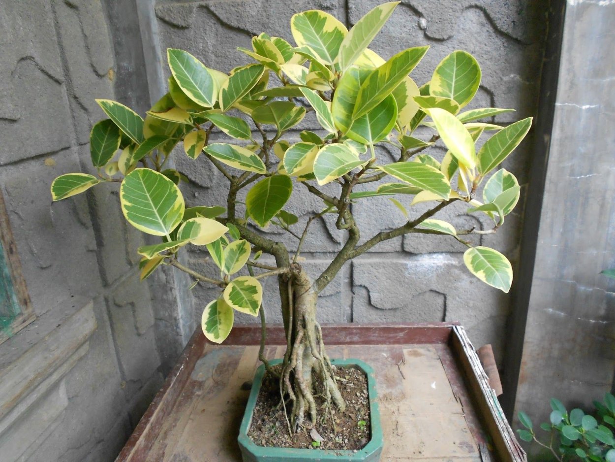 Фикус Альба