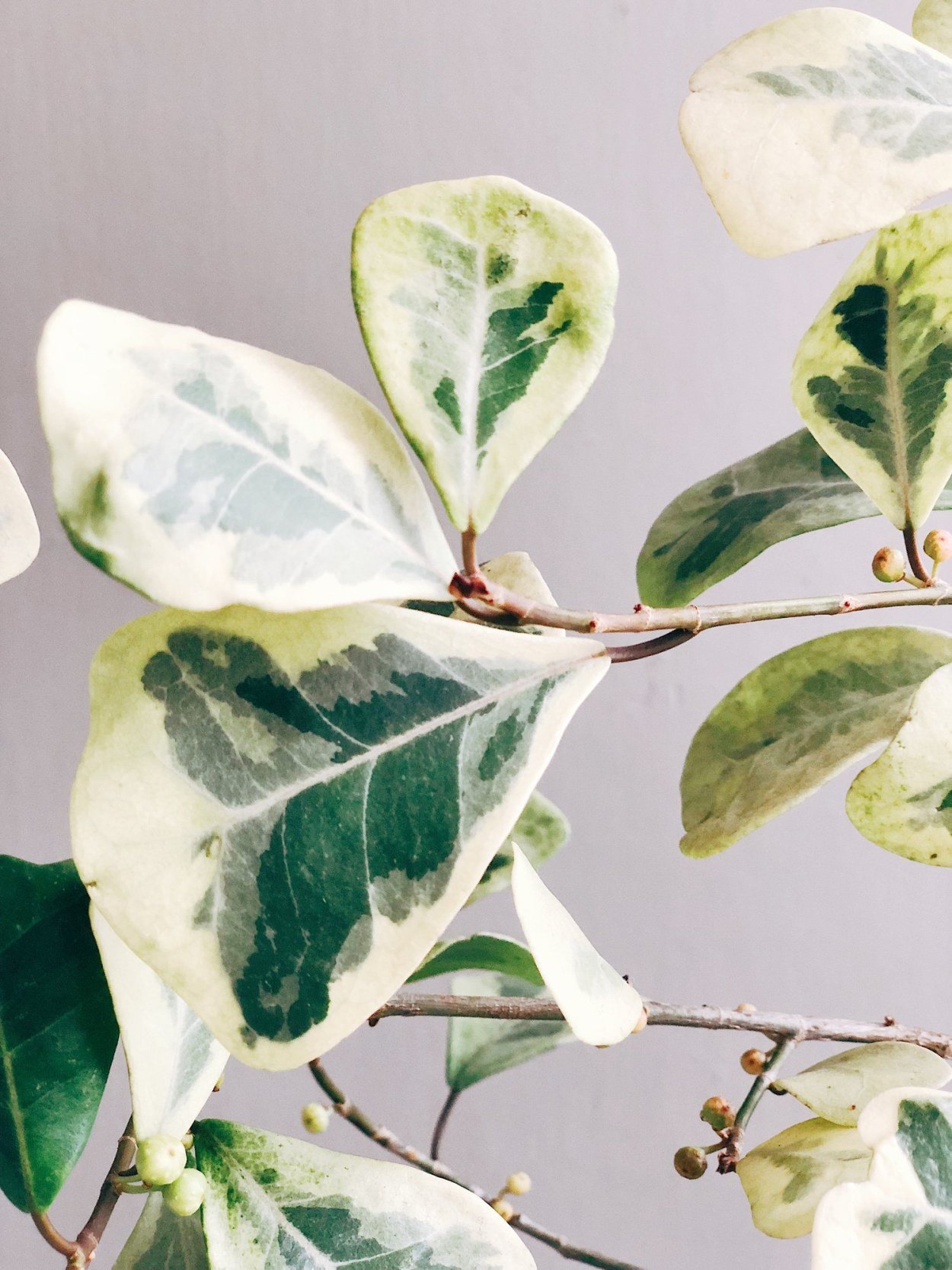 Микрокарпа Гинсенг