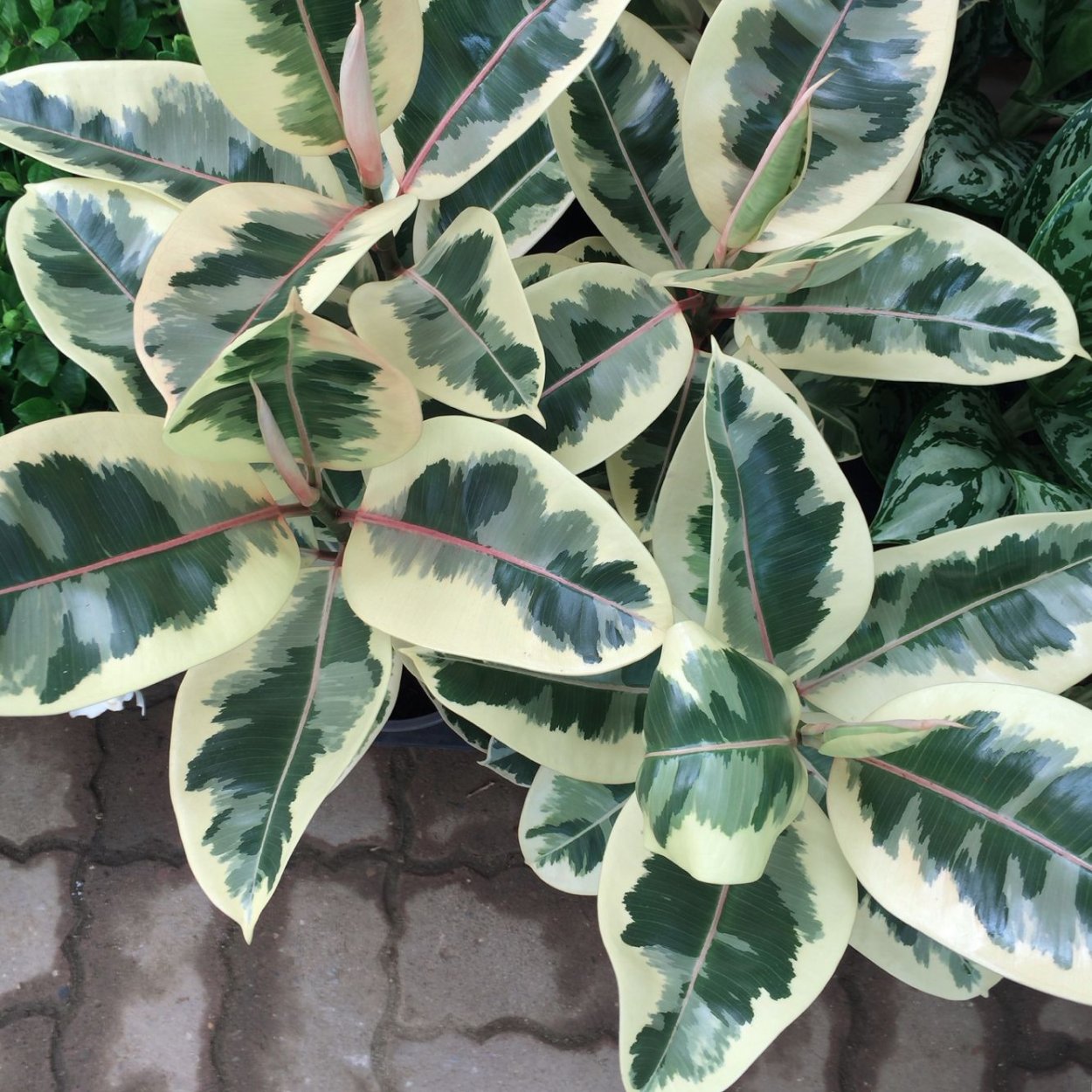 Фикус Ароидные