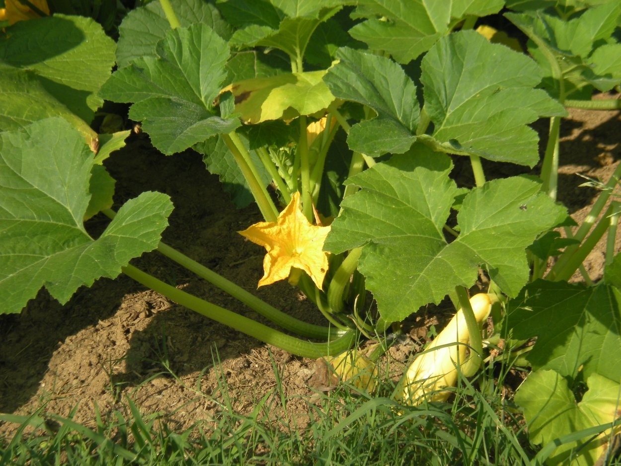 Кабачок цуккини листья