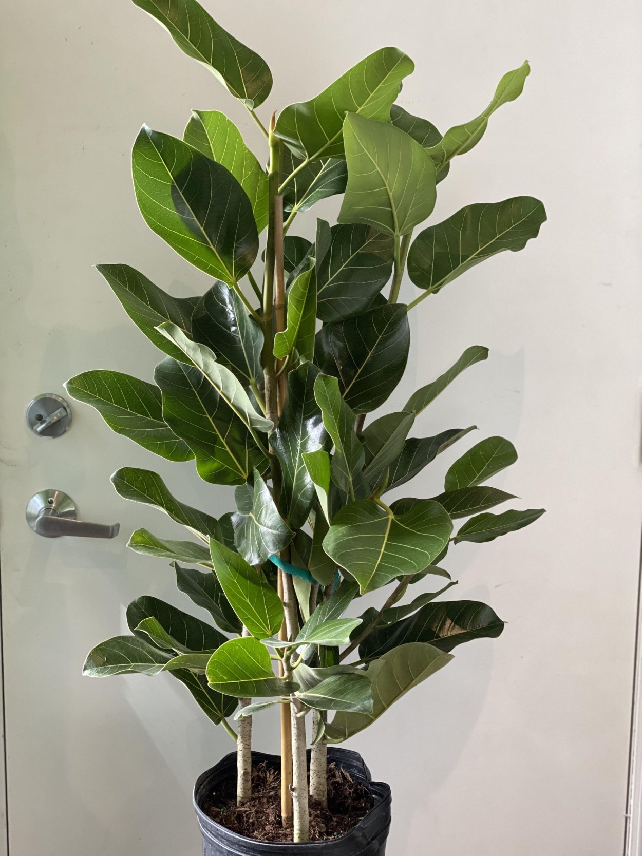 Фикус microcarpa