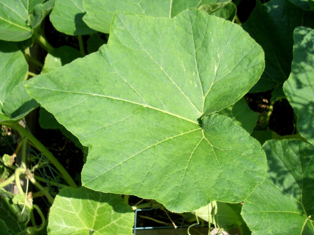 Листья кабачков цукини