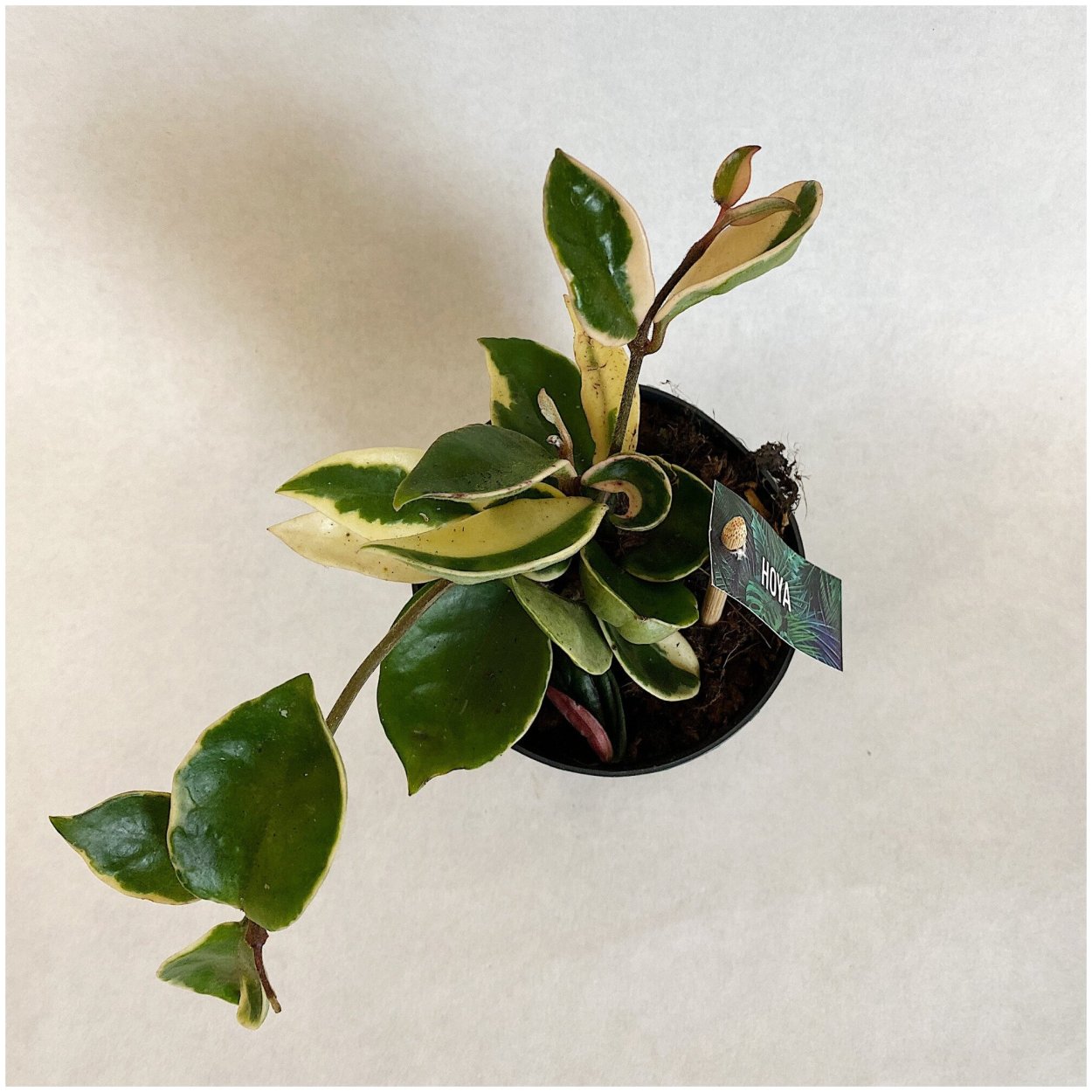 Фикус Сагитта Альбомаргината