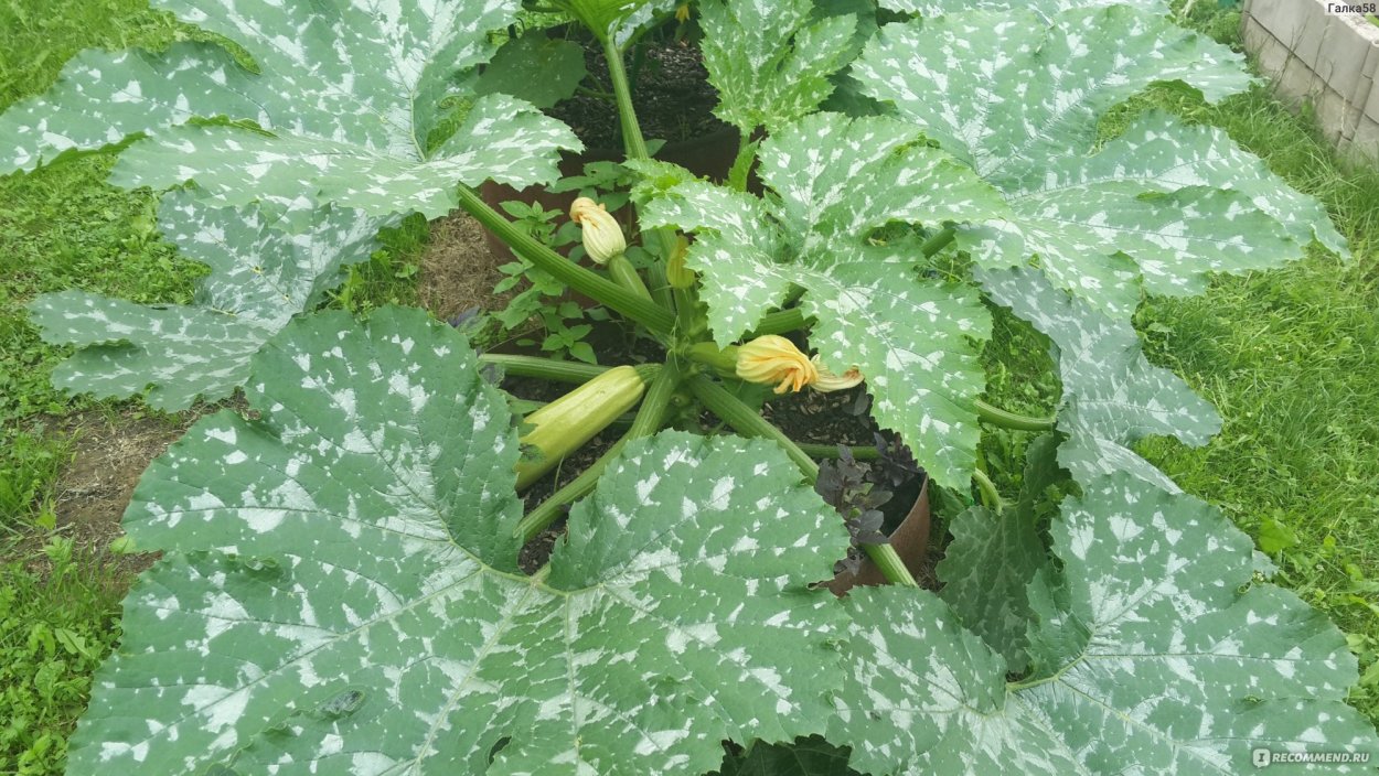 Кабачок Кавили куст