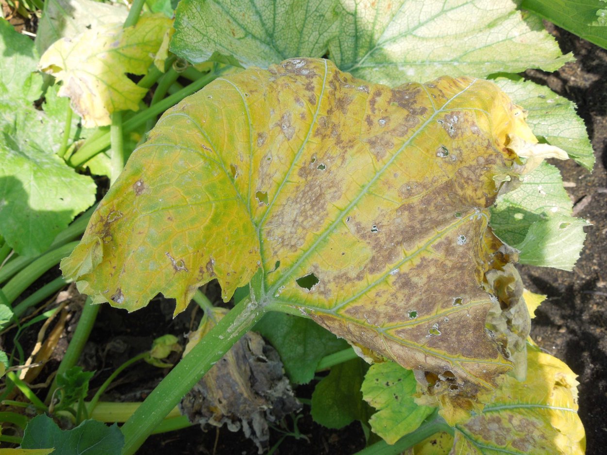 Пероноспороз кабачков