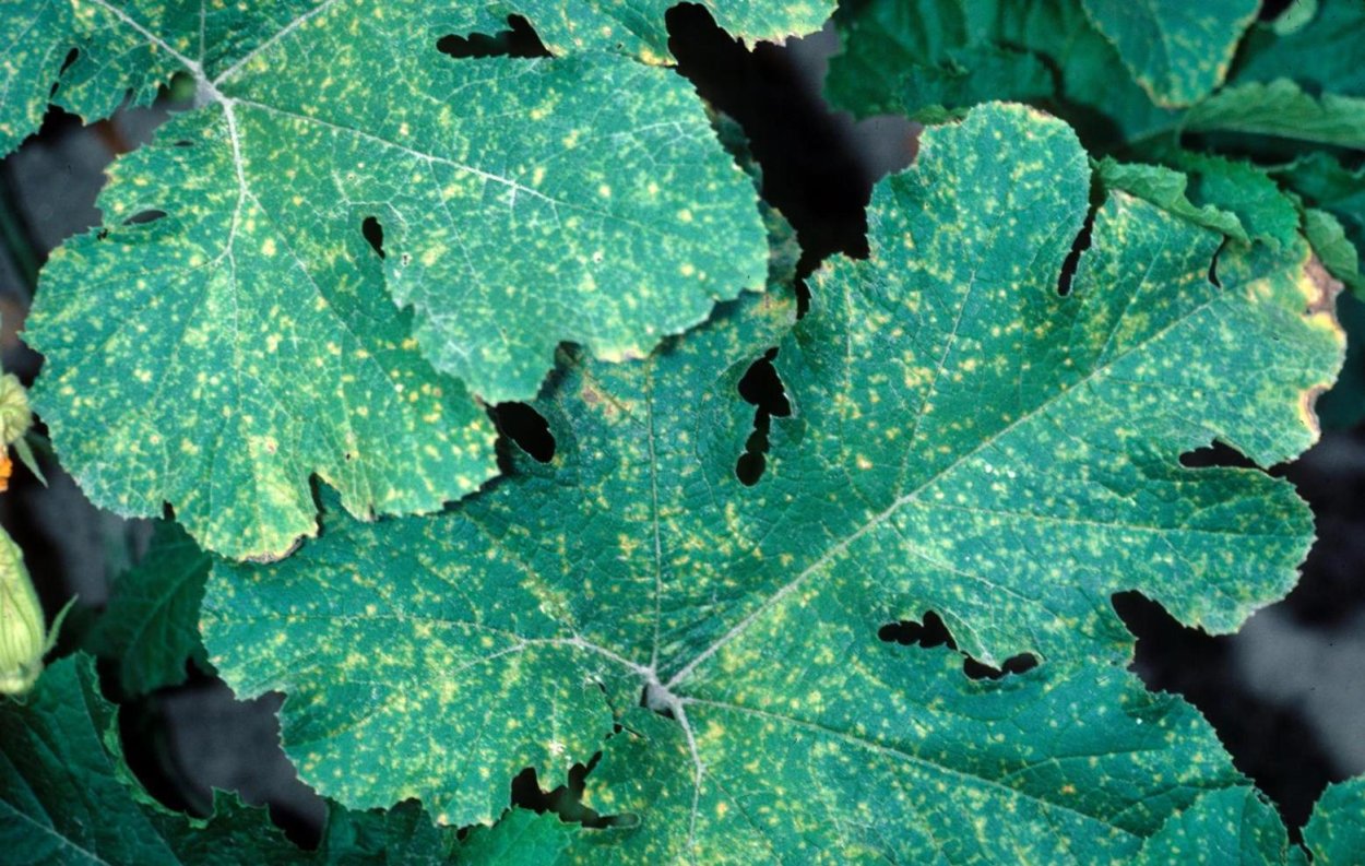 Мучнистая роса кабачков