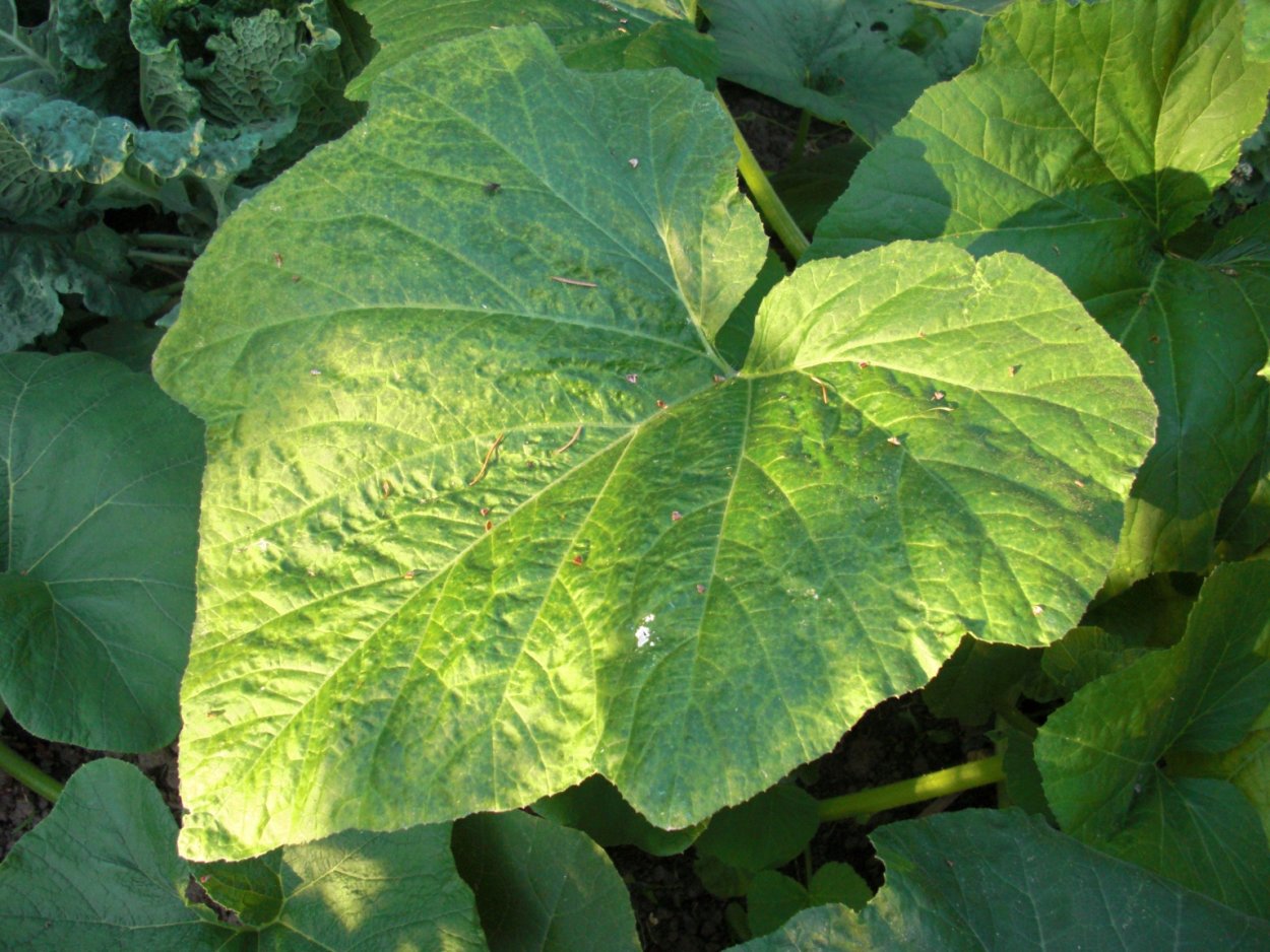 Листья тыквы и кабачка